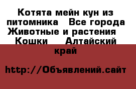 Котята мейн-кун из питомника - Все города Животные и растения » Кошки   . Алтайский край